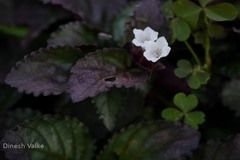 Hemigraphis alternata